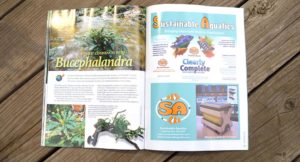 First Experiences With Bucephalandra, by Mario Hamann