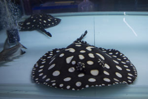 Pricey Black Ray (P. henlei?), locally bred in Bangkok