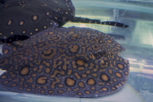 Incredibly marked hybrid stingray
