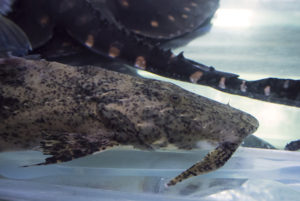 The fearsome "Goonch" Catfish (Bagarius yarelli)