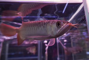 Red Asian Arowana