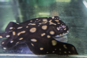 'Batman' Black Ray: a genetic trait causes this bizarre appearance