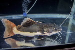 Short Body, but still a monster: the iconic Redtail Catfish