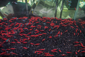 Super Red Cherry Shrimp