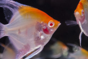 Goldhead Blushing Albino Angelfish