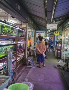 Labyrinth of stalls inside Bangkok's weekend market