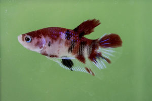 'Koi' Fighter (Pla Kat) Betta