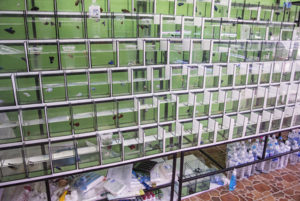 Betta breeder/seller