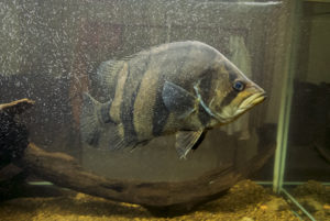 The critically endangered Cambodian Tigerfish (D. pulcher)