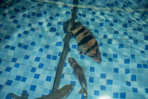 Large broodstock fish in one of Mr. Sato's holding tanks