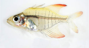 Example of the colorful male G. ploegi, a new freshwater glassfish described from Indonesia.