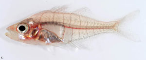 The female of Gymnochanda ploegi lacks the color and extended fins of the male.