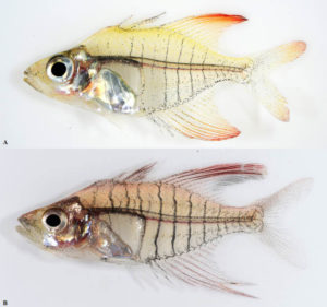 Two male Gymonochanda ploegi, a paratype above, and the holotype below. The paper's authors noted that the split anal fin on the holotype was mechanical damage.