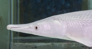 The rare (and expensive) Platinum Gar on display at Jatujak Weekend Market