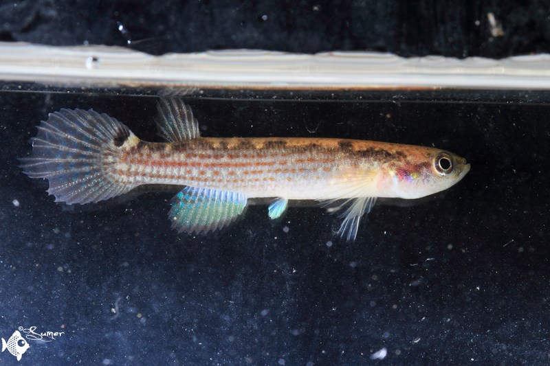 aphyolebias rivulus female (4)edited (Copy) - Copy (Copy)