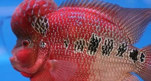 Flowerhorns have pretty prominent humps, if you hadn't noticed. Image credit: Lerdsuwa, Creative Commons.