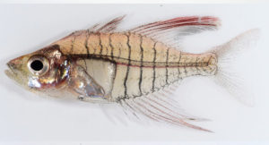 The male holotype of Gymonochanda ploegi. The paper's authors noted that the split anal fin on the holotype was mechanical damage.