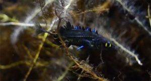 Pungitius kaibarae - video screencapture from Youtuber Narcinark