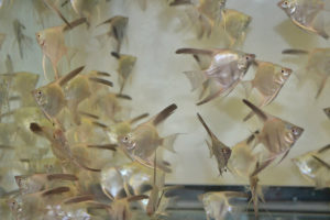 Angelfish carrying the coveted Bulgarian Green genetic have finally arrived in the US.