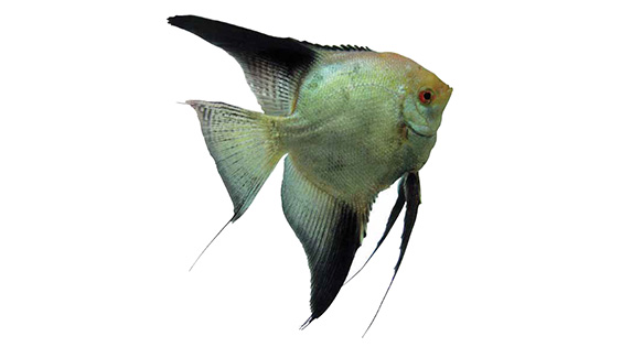 AMAZONAS Excerpt: The Next Big Angelfish Gene!