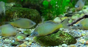 Acheilognathus koreensis – video screencapture from Youtuber Narcinark