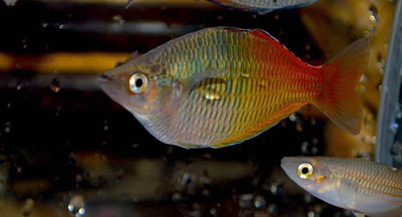 Forgotten Treasures of the Ayamaru Lakes, West Papua New Guinea