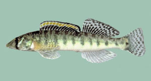 The endangered Roanoke Logperch, Percina rex - image by Noel Burkhead, USGS