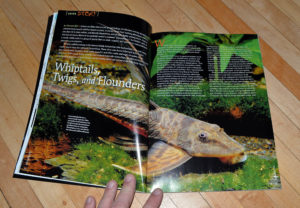 "Whiptails, Twigs and Flounders", our lead cover story by Norman Behr