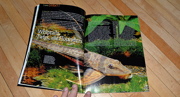 Whiptails – AMAZONAS Hard Copy Preview – Jan/Feb 2015