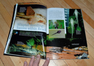 "No witchcraft needed! Whiptail Breeding: Success within Reach", our second cover feature by Norman Behr