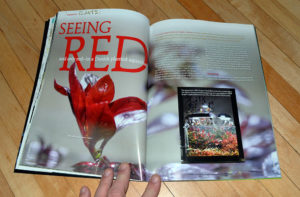 "Seeing Red, and only red—in a Danish planted aquarium" features the all red planted aquarium of Marie-Sophie Germain