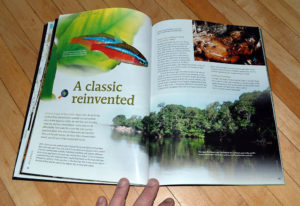 "A Classic Reinvented" by Ingo Seidel, considers the differences between Columbian and Brazilian Cardinal Tetras