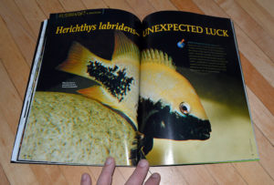 "Herichthys labridens—UNEXPECTED LUCK" by Thorsten Grigo, shares the story of overcoming adversity in the genus to find success with this species.