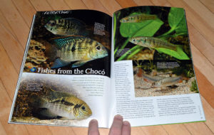 "Fishes from the Chocó", by Oliver Lucanus, looks at the diversity of species found in the Chocó region of Columbia.