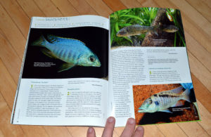 We close out this issue with our Species Snapshots, including Protomelas sp., Grundulus sp., Lichnochromis acuticeps, Nothobranchius milvertzi, Cochliodon sp., and Aphyolebias peruensis, in contributions from Hans-Georg Evers, Stefano Valdesalici, and MIcheal Schlüter