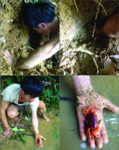 Collecting the Full Red Crab in Northern Vietnam