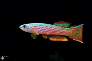 Aphyosemion striatum FBS