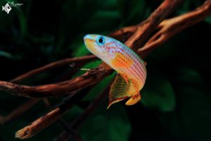 Aphyosemion striatum male