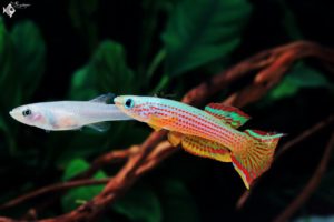 Aphyosemion striatum with open fins