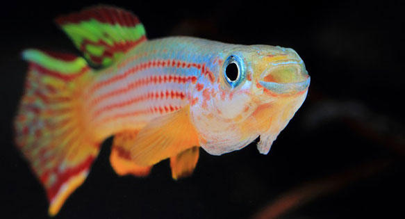 Friday Photospread: Aphyosemion striatum
