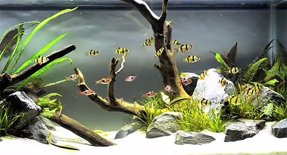 VIDEOS: Tyler Koch Makes Tiger Barbs Look Stunning