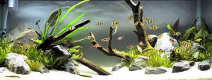 "Beneath The Branches" - Aquascape by Tyler Koch - Screencapture from YouTube