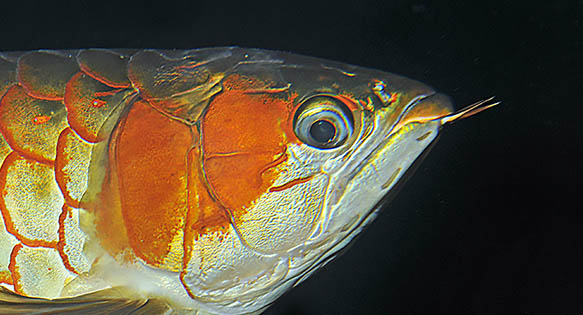 Eye-Droop in Arowana and Arapaima gigas