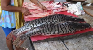 Screen capture; Tiger Shovelnose Catfish, Pseudoplatystoma fasciatum, being prepared as foodfish.