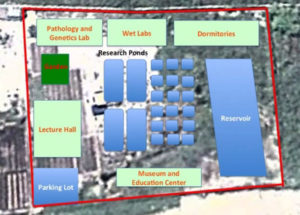 The approximate layout of the Amazon Research Center for Ornamental Fishes when all 3 building phases are funded and built.