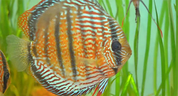 AMAZONAS Video: Transcript for Amazon Research Center For Ornamental Fishes