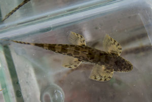Butterfly Loach (Annamia cf. normani)