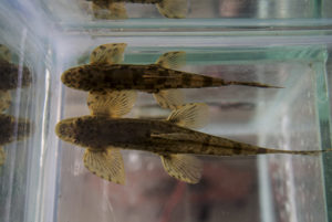 Butterfly Loach (Annamia cf. normani)