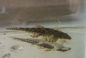 Butterfly Loach (Annamia cf. normani)