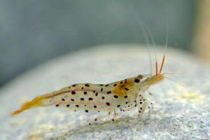 Armadillo or Leopard Shrimp (C. rubropunctata)